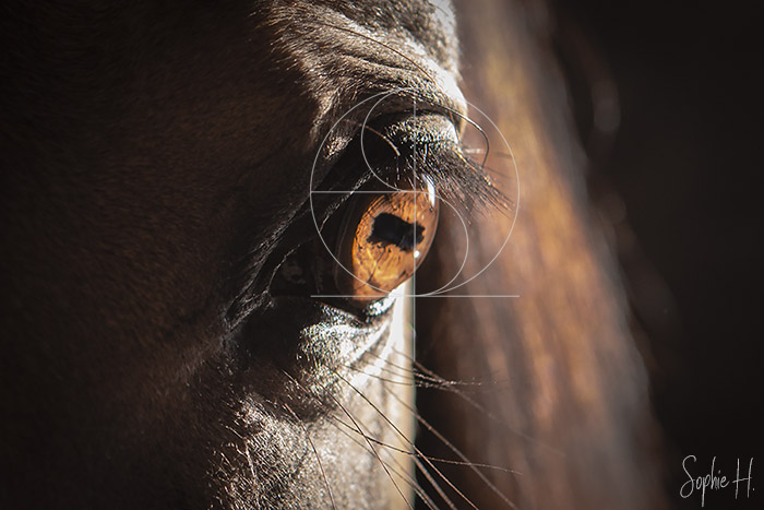 photo équine chevaux oeil