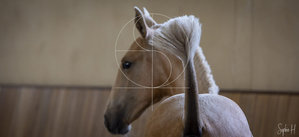 photo équine chevaux poulain