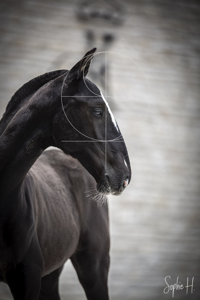photo équine chevaux poulain noir