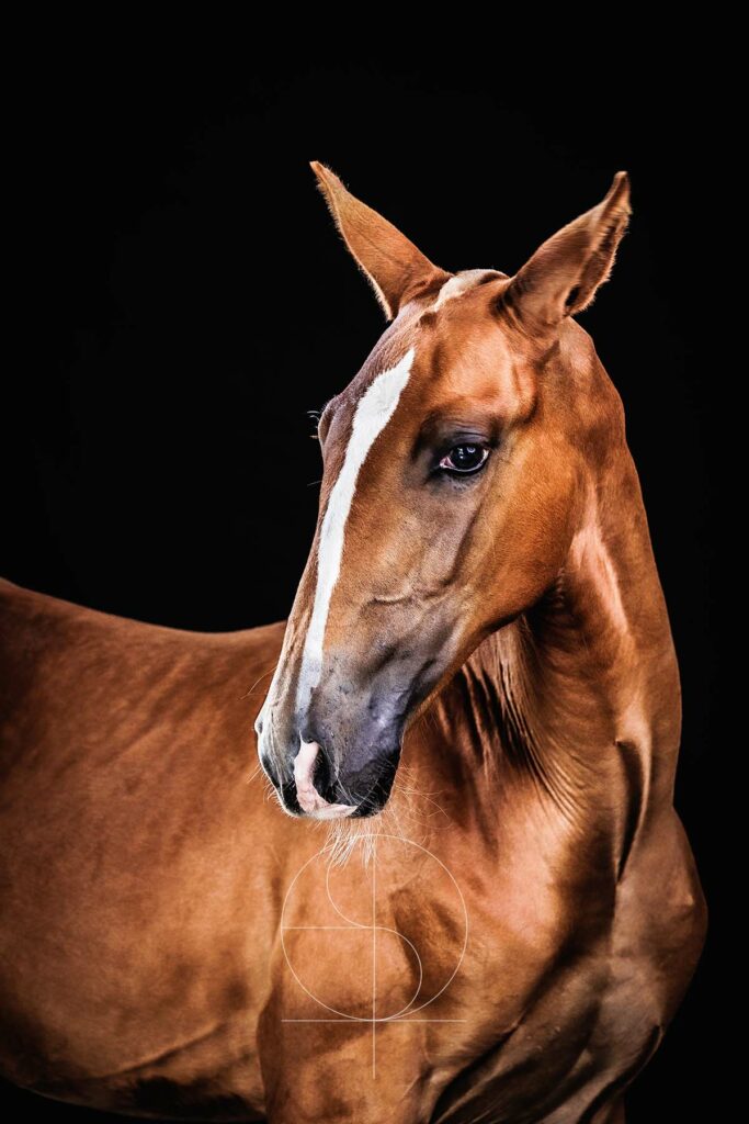 photo chevaux portrait fond noir