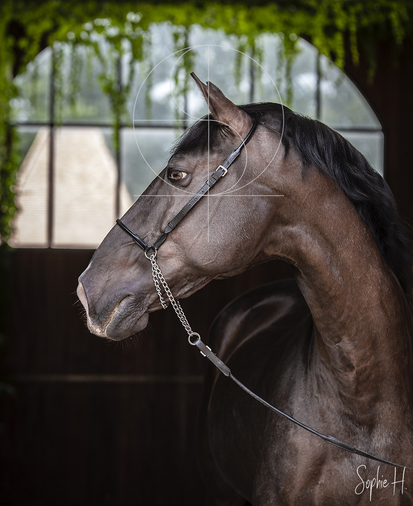 photo équine chevaux étalon lusitanien
