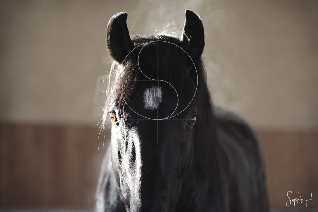 photo équine chevaux étalon noir ortigao