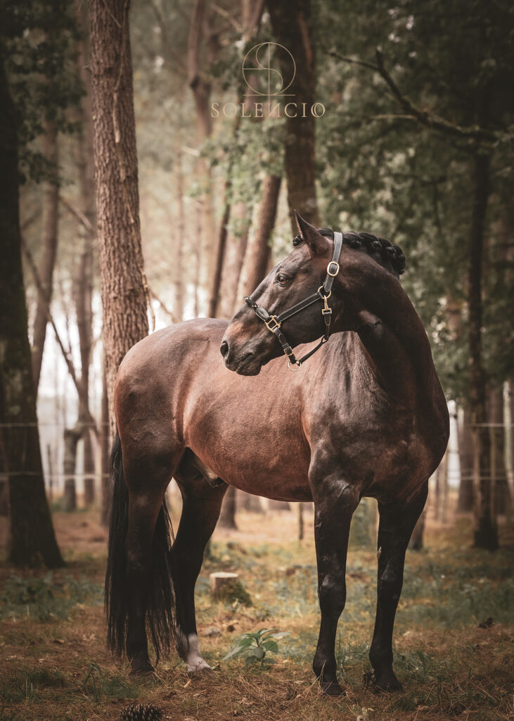 photo équine chevaux étalon