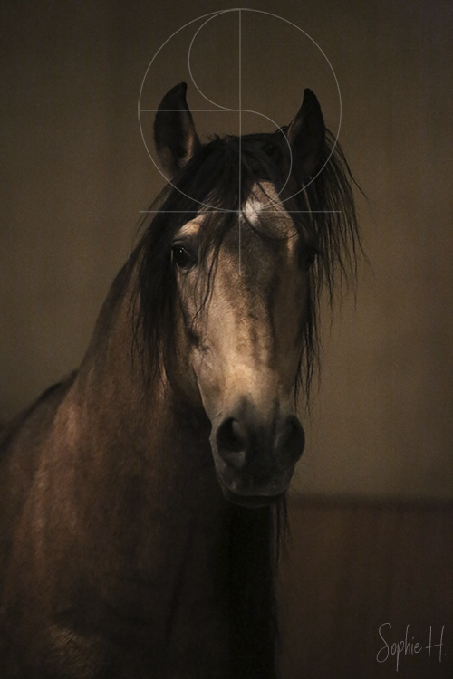 photo équine chevaux étalon