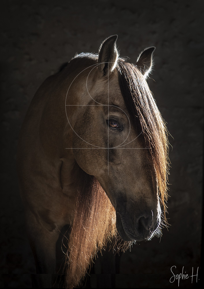 photo équine chevaux étalon isabelle