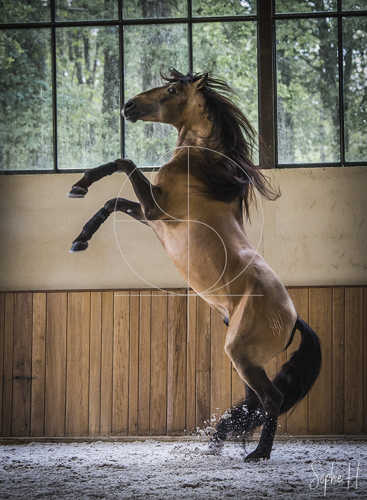 photo équine chevaux étalon élevage lusitanien karen drouard martimont chalais