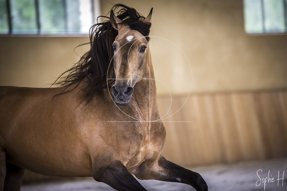 photo équine chevaux étalon élevage lusitanien karen drouard martimont chalais