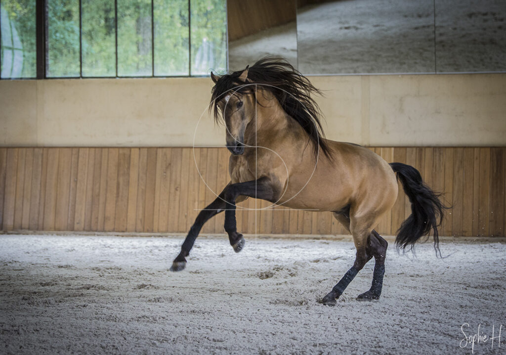 photo équine chevaux étalon élevage lusitanien karen drouard martimont chalais