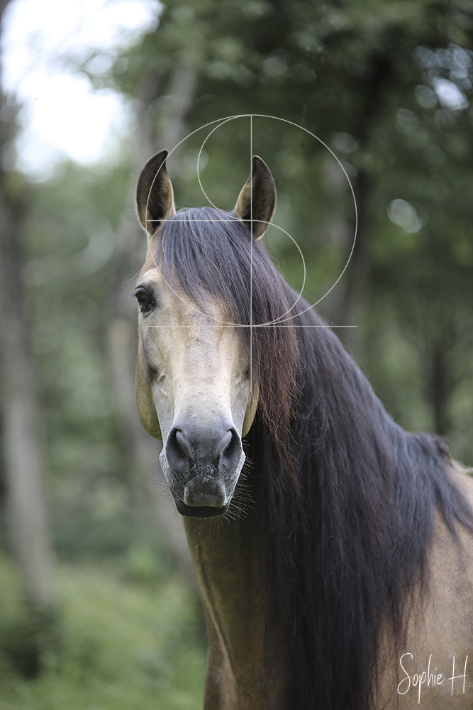 photo équine chevaux étalon élevage lusitanien karen drouard martimont chalais