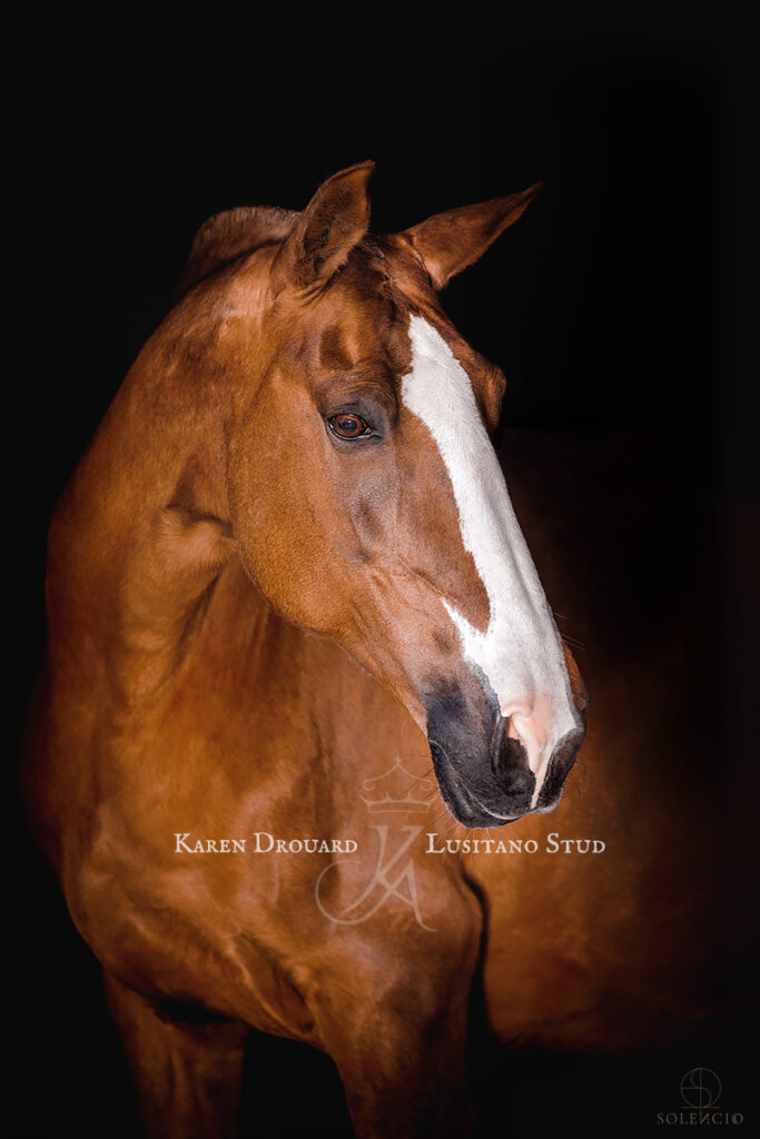photographie chevaux portrait fond noir
